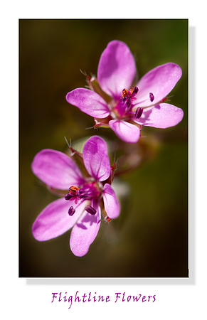 Flightline Flowers