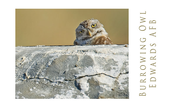 Edwards Owl