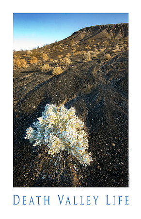 Death Valley Life
