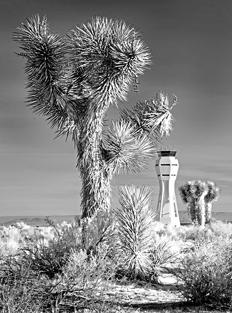 Tower and Joshua Trees BW